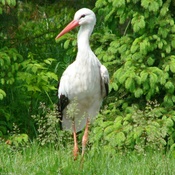 White Stork